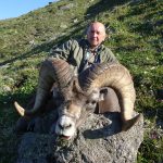 Kamchatka Snow Sheep