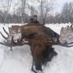 Kamchatka Moose