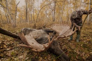 Kamchatka river Moose