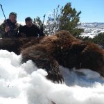 koryakia brown bear