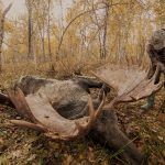 Kamchatka Moose